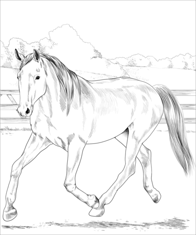 Dutch Warmblood Horse Coloring Page